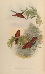 Eustephanos fernandensis = Sephanoides fernandensis